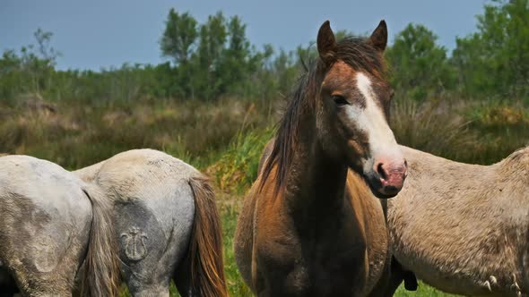 Young White Camargue horse, Camargue, France