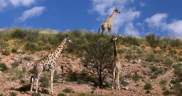 cute Giraffes in Kalahari, South Africa