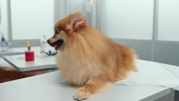 Doctor conducts an examination of the ears of the health of a spitz puppy dog in a veterinary