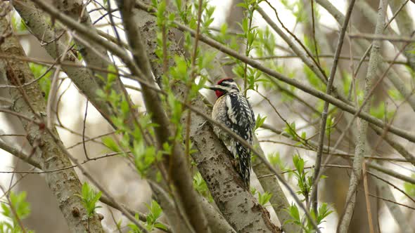 Hairy Woodpecker Foraging and Hunting For Bug on Tree, Real Time