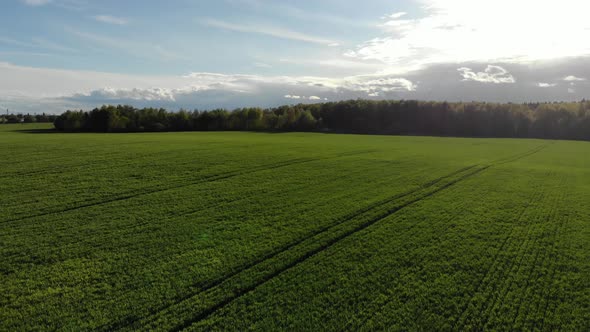 Aerial View on Green Agriculture Field