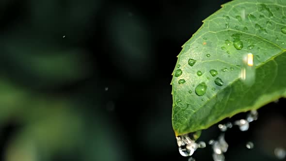 Slow motion video of water drops on green leaf on bokeh background