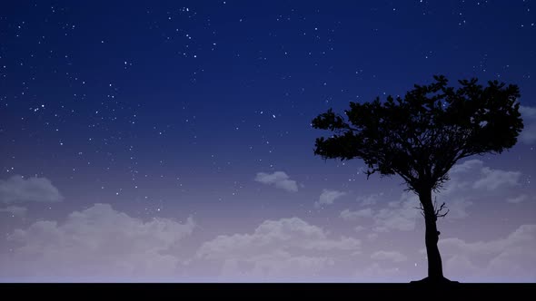 Tree Silhouette at Night