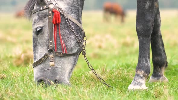 Beautiful gray horse grazing in summer field. Green pasture with feeding farm stallion.