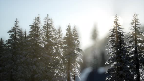 Beautiful Winter Landscape in the Mountains