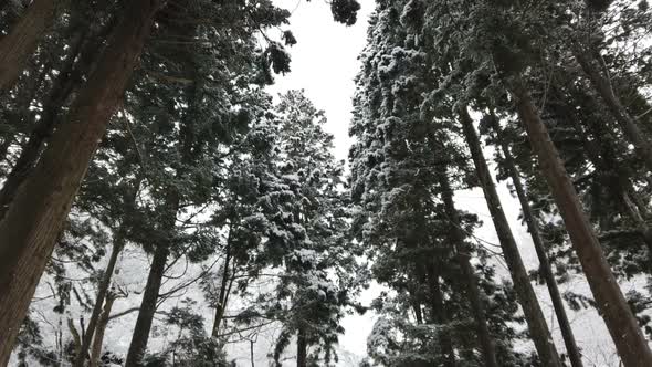 Snow Falling In Forest