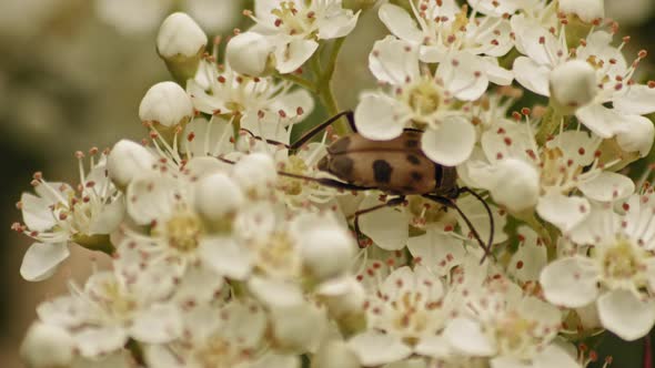 Pachytodes Cerambyciformis Crawling On Flowers Of Viburnum Shrub. - Closeup