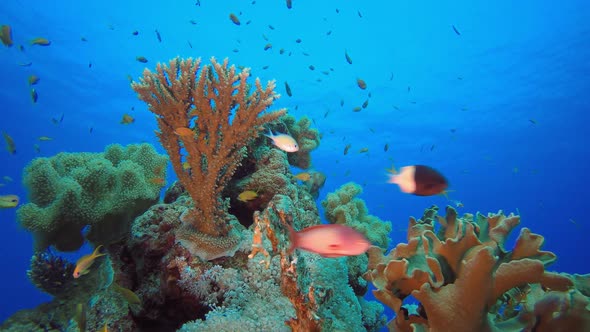 Tropical Fish Reef