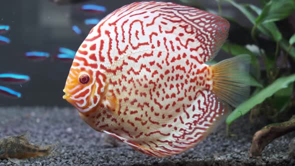 Symphysodon Discus Fish Swiming in Aquarium