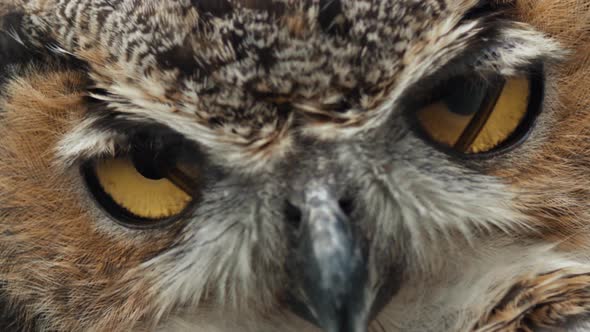 Great horned owl eyes blinking extremely slowly