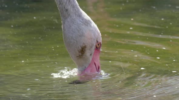 Pink Flamingo drinking and refreshing in nature lake during hot summer day.Climate Change.Close up s
