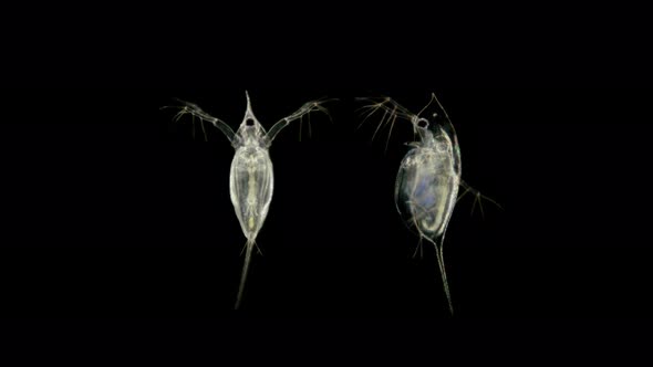 Daphnia Under the Microscope, Water Flea, Species Daphnia Galeata, Is a Zooplankton Crustacean