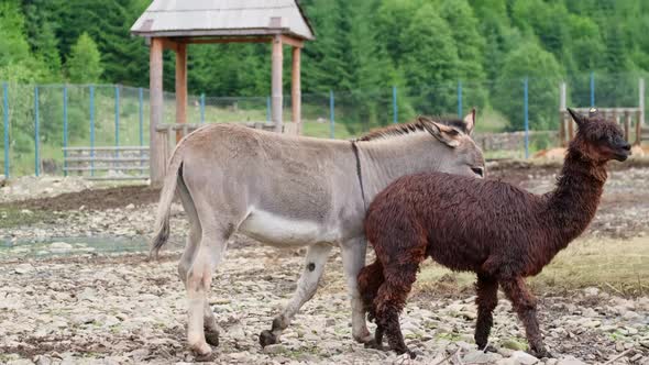 Donkey and Alpaca Run on the Ground