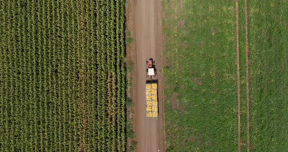 Tractor transporting pallets of fresh picked Melons.