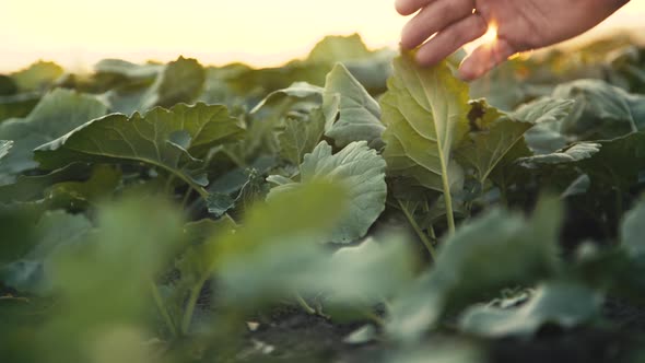 Farmer's Hand Checking the Growing Green Leaves in Field