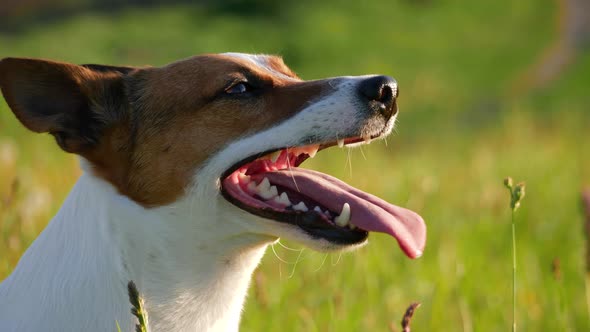 Jack Russell Terrier Portrait at Spring