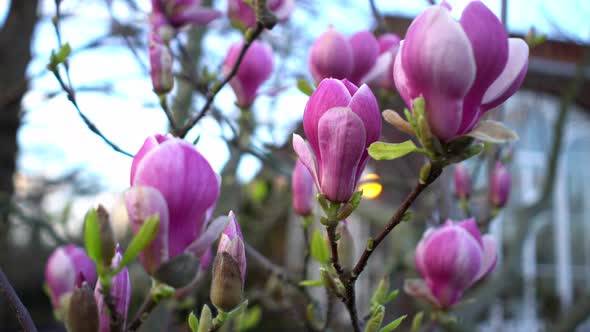 Close up of pink and purple blooming magnolia tree branches on blurred house background 