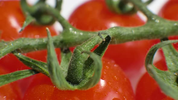 Red Tomatoes with Water Drops on Green Branch Closeup