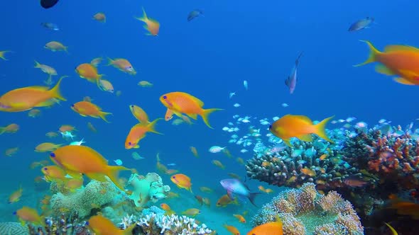 Underwater Amazing Scene