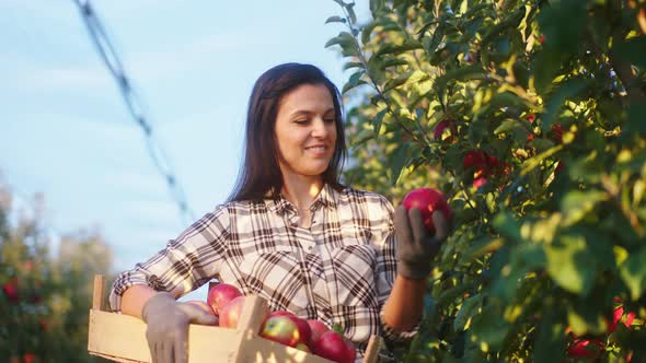 Amazing Looking Beautiful Woman Farmer Pick Up