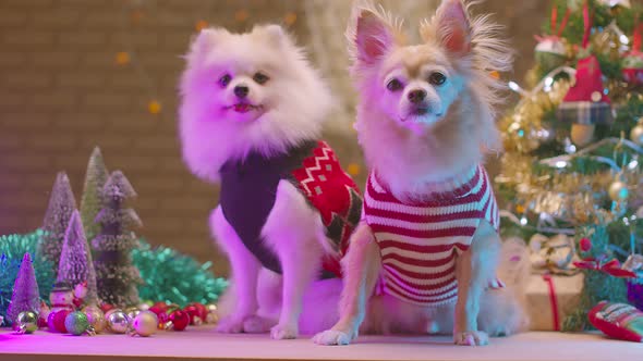 cute pretty two friend dog chihuahua and pomeranian lap dog sit relax