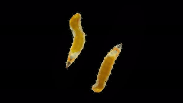 larva of an insect of the family Cecidomyiidae under a microscope