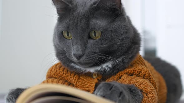 Funny Cat Like a Person Who is Reading a Book