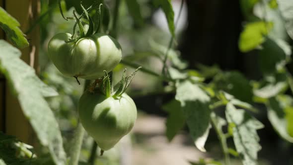 Fresh Solanum lycopersicum product plantation in the garden 4K 2160p 30fps UltraHD footage - Close-u