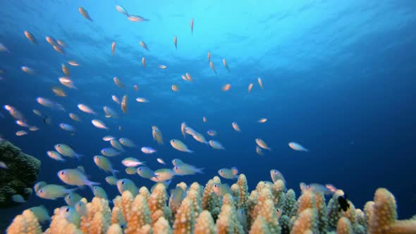 Blue-Green Fish Scene Coral Reef