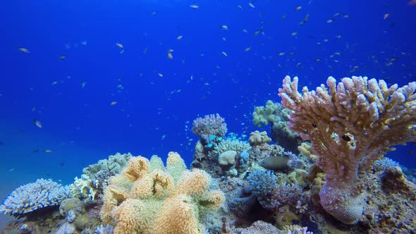 Tropical Coral Reef Seascape