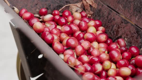 Coffee Production In Bali