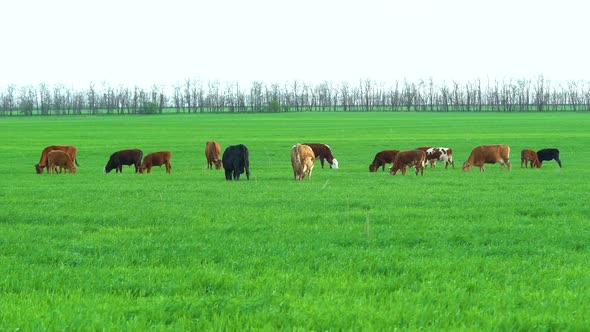 Cows in Field Grazing on Grass and Pasture in Australia on a Farming Ranch