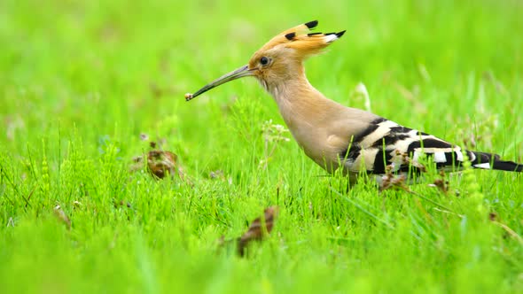 Eurasian Hoopoe