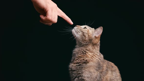 Curious Cat Sniffs a Human Hand