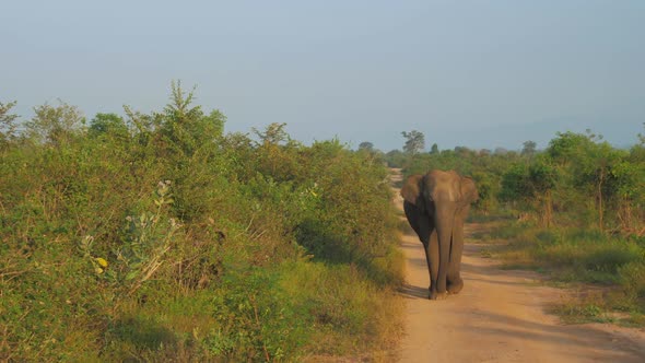 Elephant Walks Along Ground Road and Shakes Large Ears