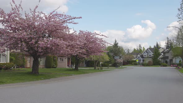 Cherry Blossom in a Residential Suburban Neighborhood