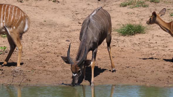 Male Lesser kudu drinks from a waterhole
