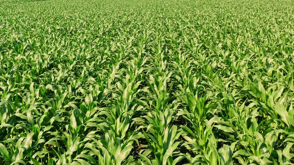 Corn Field, Aerial Over the Rows of Corn Stalks, Excellent Growth, Ripening of the Corn Field.