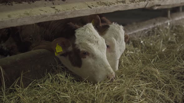 Calf breeding, fattening farm.