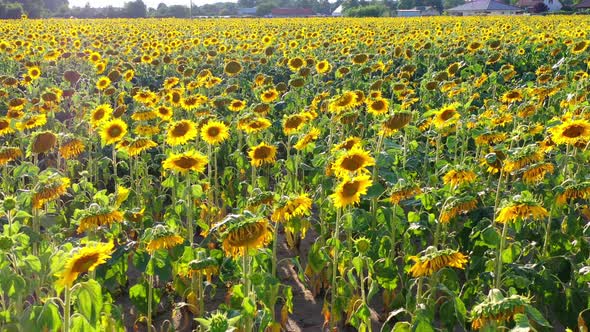 Field of Blooming Sunflowers in Summertime in Czech Republic