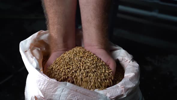 The Brewer Takes a Handful of Malt From the Bag in the Palm of His Hand and Pours It Out