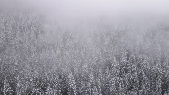 Flying over snow covered forest in Oregon