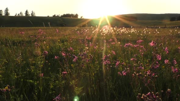 Wildflower meadow in the summertime backlit by the setting sun showing plants such as cotton grass a