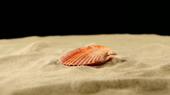 Wonderful Sea Shell, Pink, on Sand, Black, Shadow, Rotation