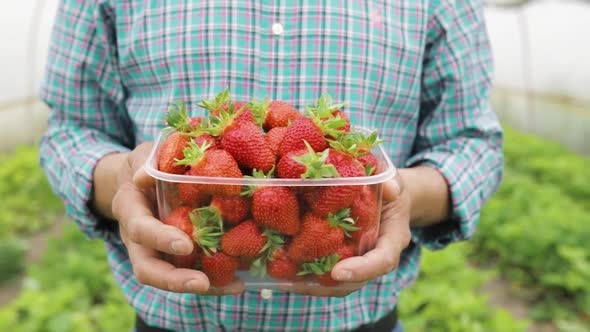 Close Up of Man Farmer Holds Ripe Red Strawberries in Clear Plastic Box in His Hands