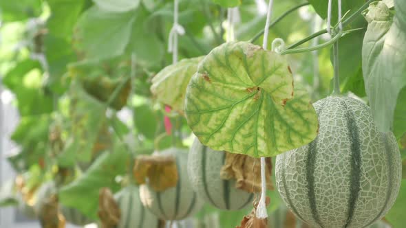 Close up of melons growing in a greenhouse farm