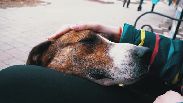 Girl Stroking a Homeless Dog Near a Bench in the City Park. Sad Dog Muzzle. Slow Motion.