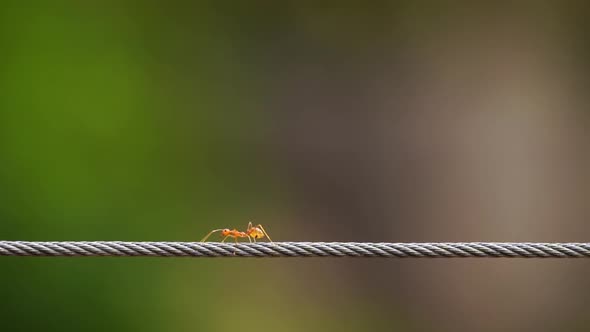 red ant colony walking across the wire