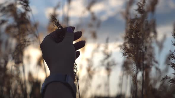 Hand of Woman Touching Plant at Sunset Time. Female Fingers Stroking Herb. Warm Summer Sun Light