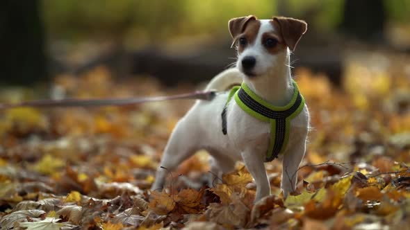 Cute Jack-russell Terrier Puppy in Forest at Autumn Day, Dog Is Standing on Yellow Fall Foliage